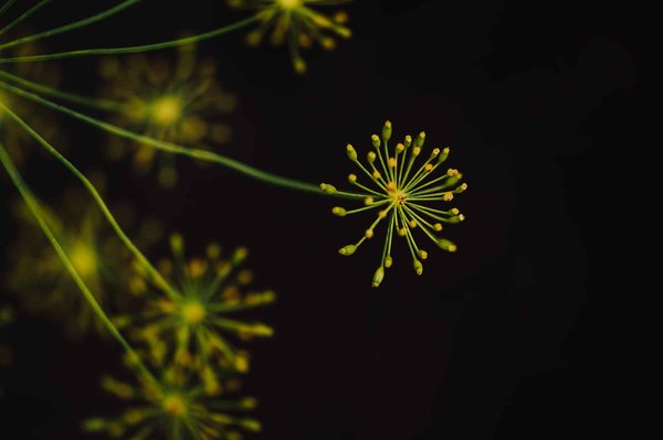 Pourquoi opter pour des fenouils sauvages ?