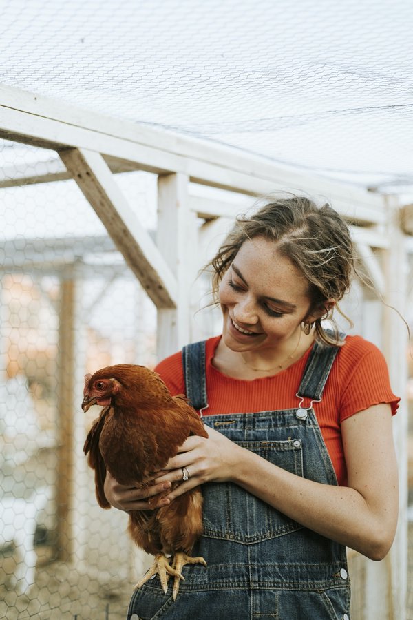 Adopter des poules à la maison : guide pratique pour débutants