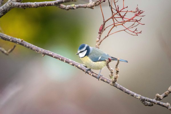 Photographier les oiseaux du jardin : techniques et astuces pour capturer leur beauté naturelle