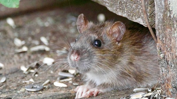 En finir avec les rats : découvrez les méthodes infaillibles d'un expert...